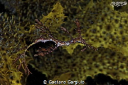 juvenile seadragon swimming in kelp by Gaetano Gargiulo 